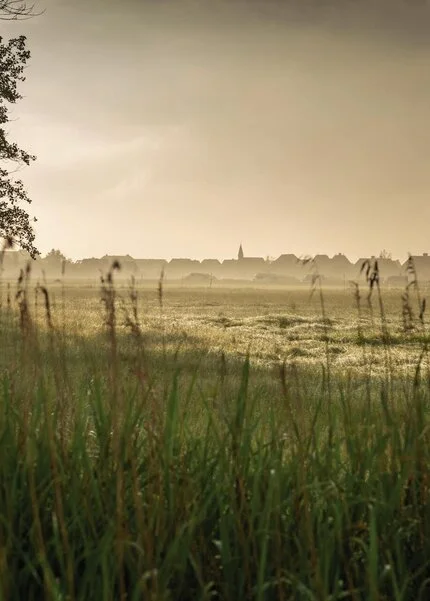 weiter grüne Wiese mit Bäumen im Hintergrund und leichtem Nebel
