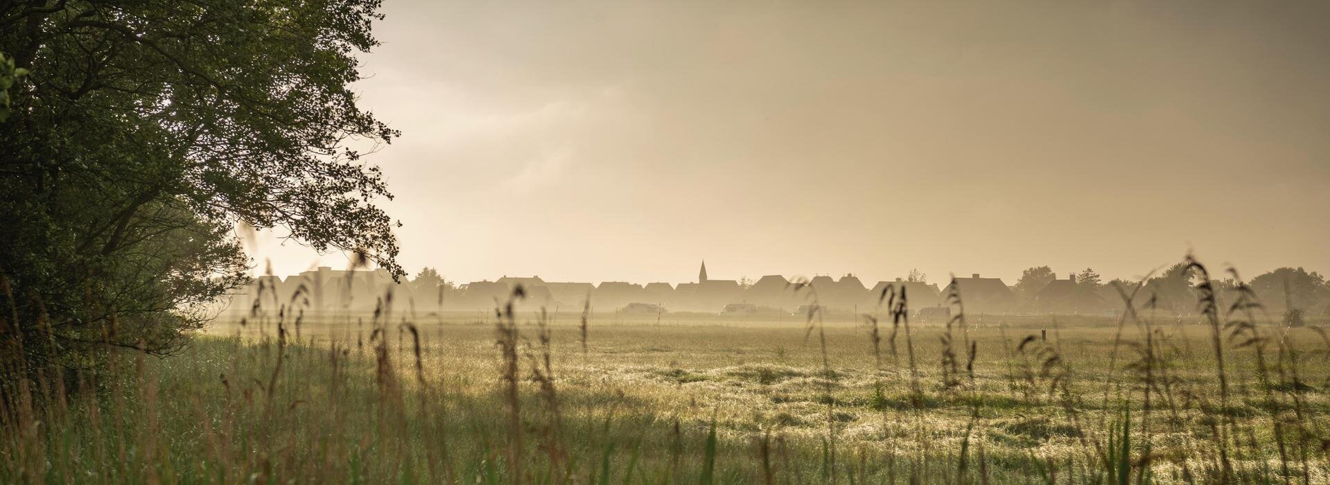 weite Wiese mit Wald im Hintergrund und leichtem Nebel