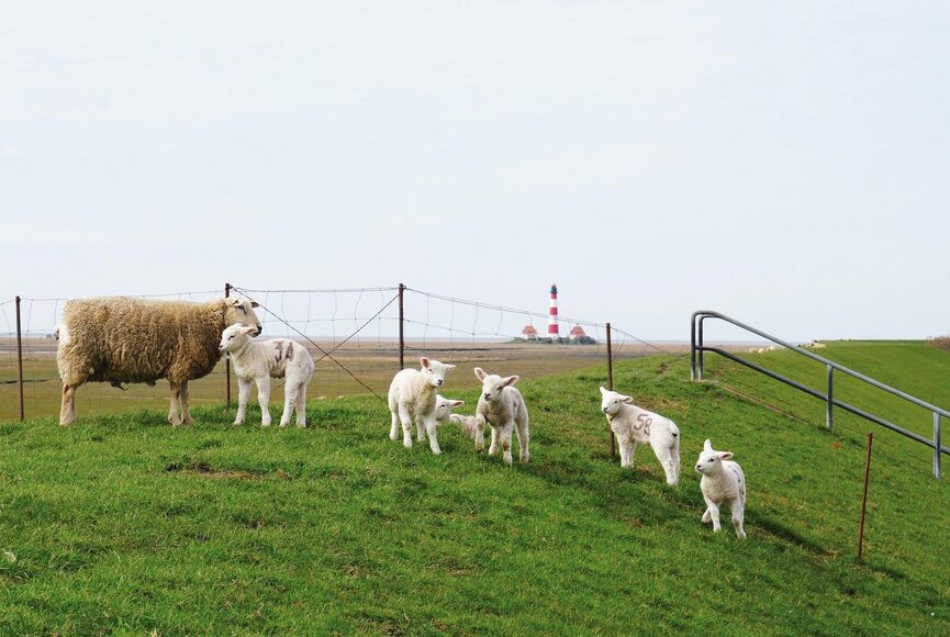 Lämmer auf dem Deich – im Hintergrund der Westerhever Leuchtturm