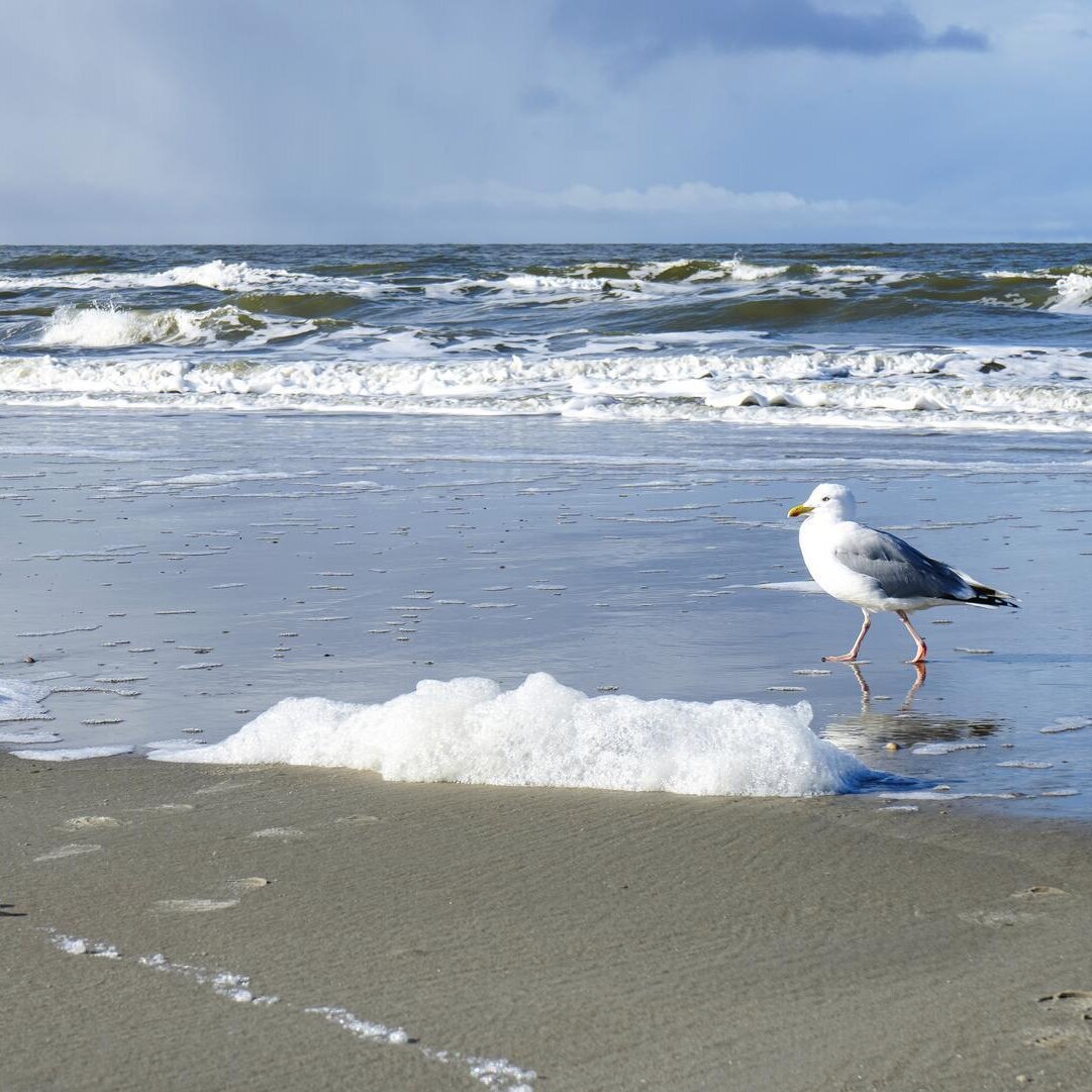 Möwe an der Wasserkante