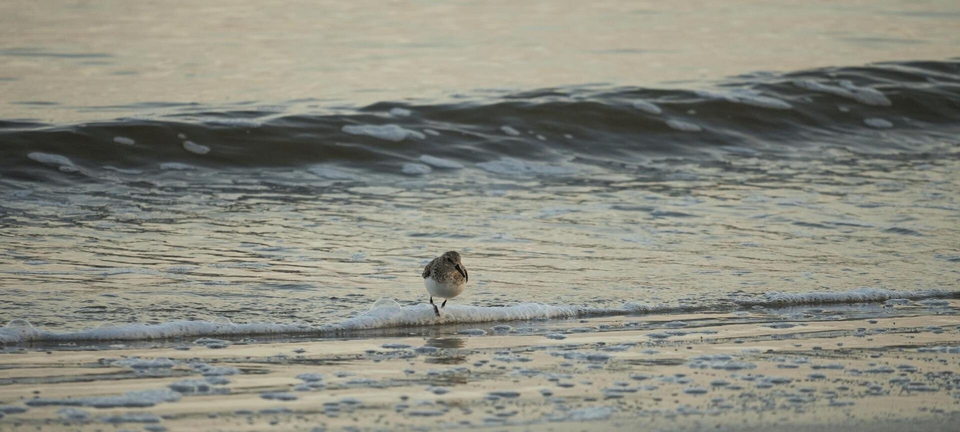 Welle mit Möwe