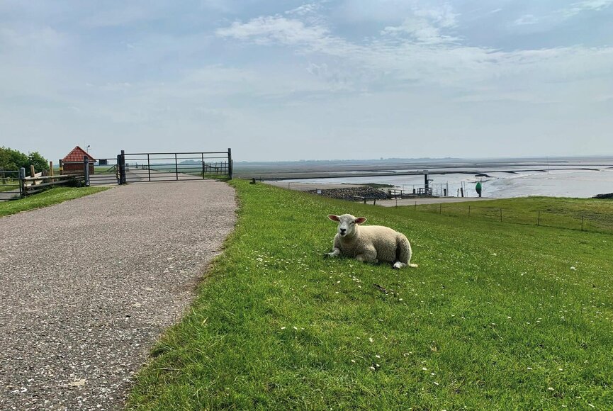 Schaf am Deich
