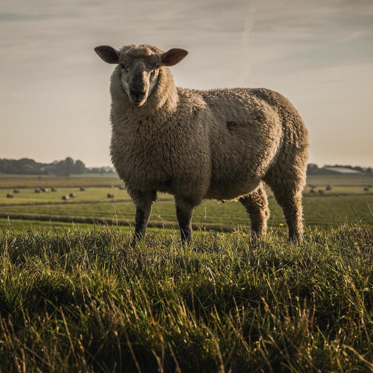 Schaf am Deich in Westerhever