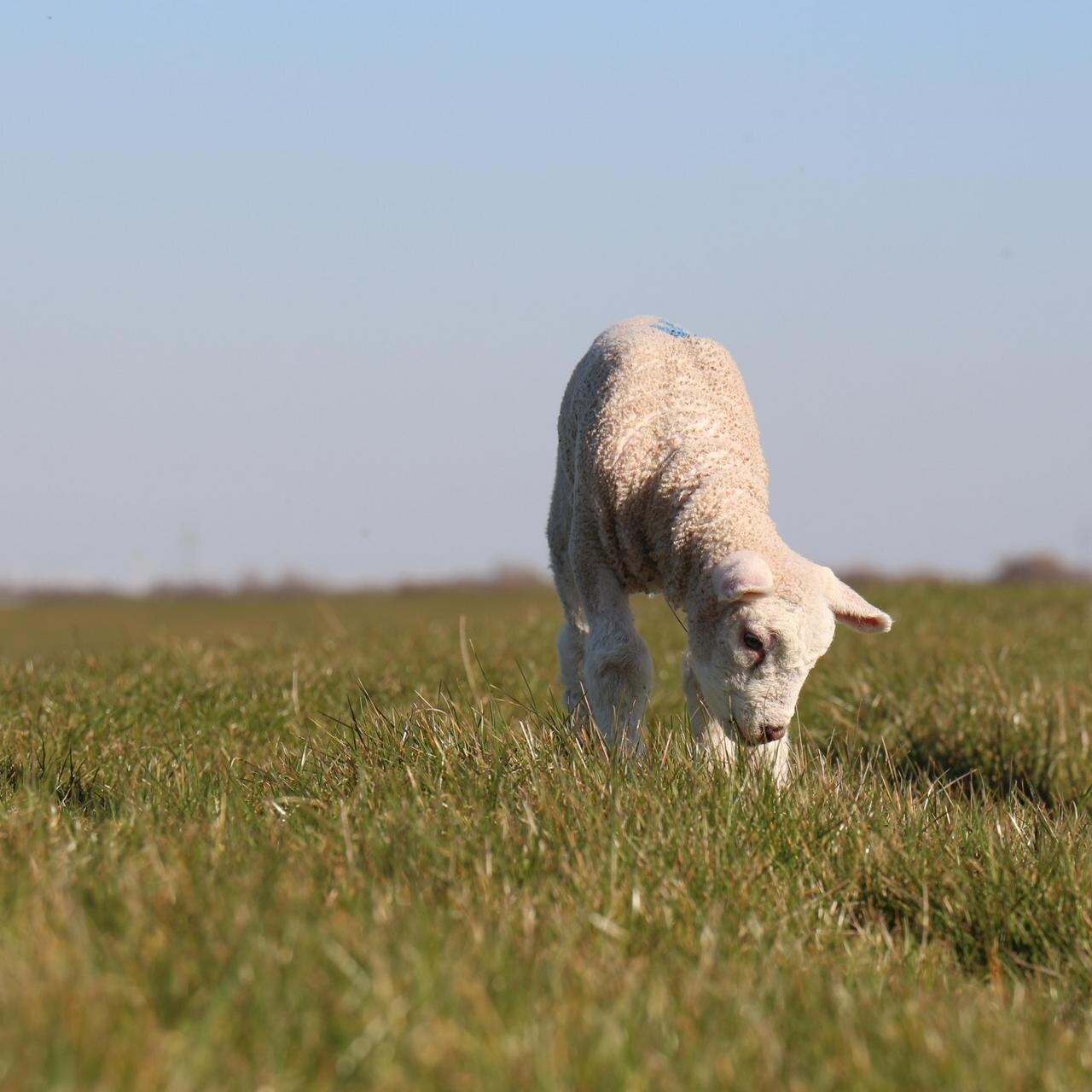kleines Lamm auf einer Wiese
