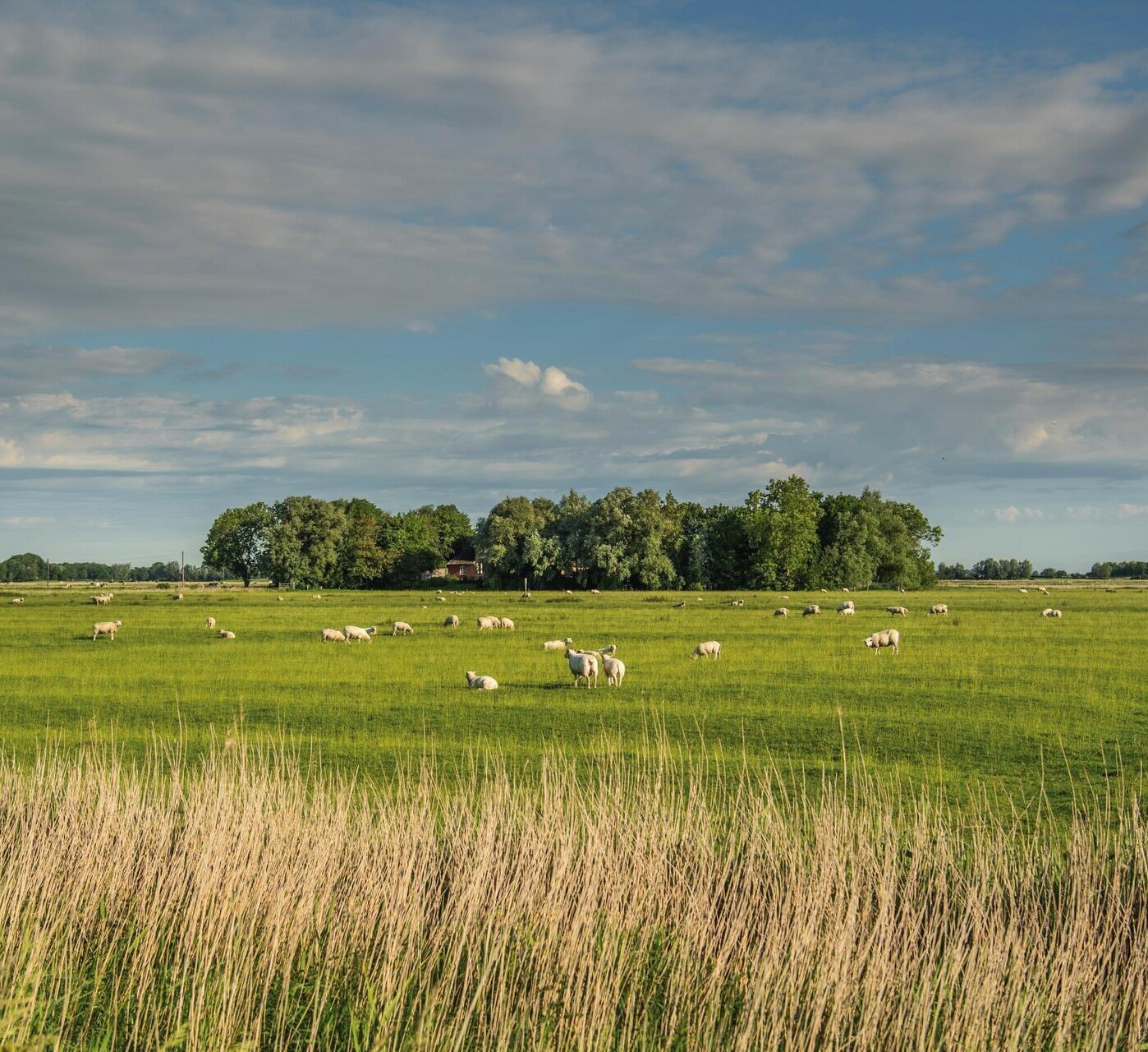 weite, grüne Fenne mit Schafen