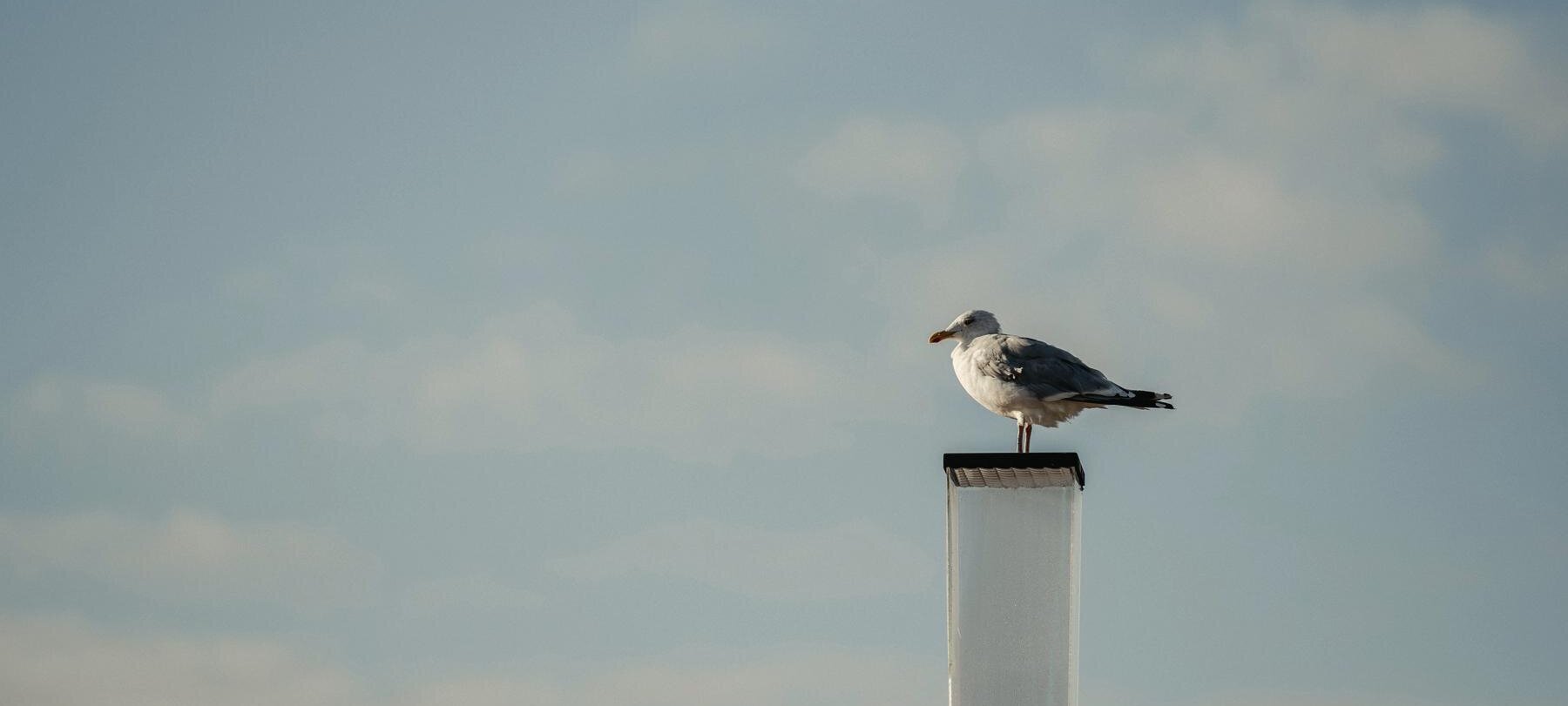 Möwe auf einem Sims