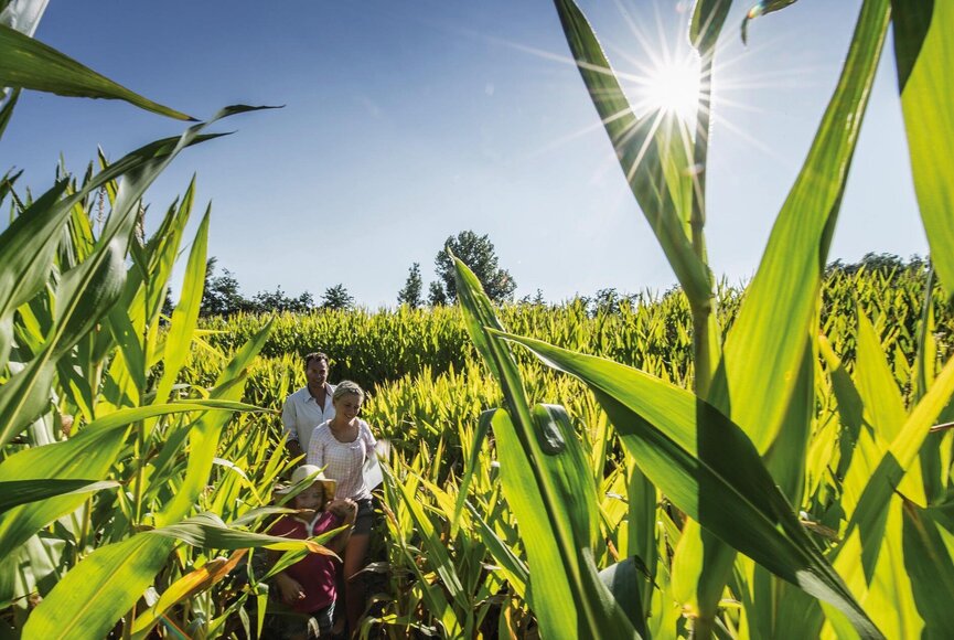 Paar bei Sonnenschein im Maislabyrinth