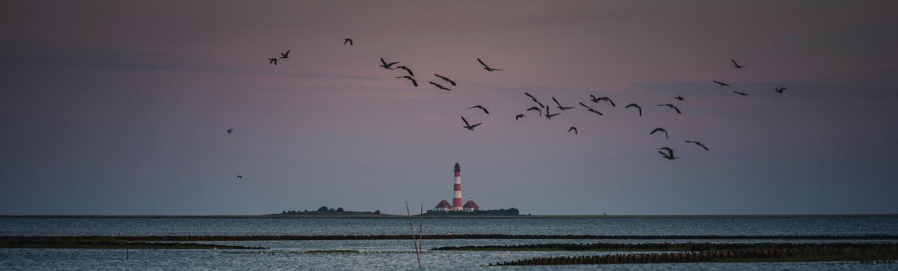 Westerhever Leuchtturm mit Vögeln