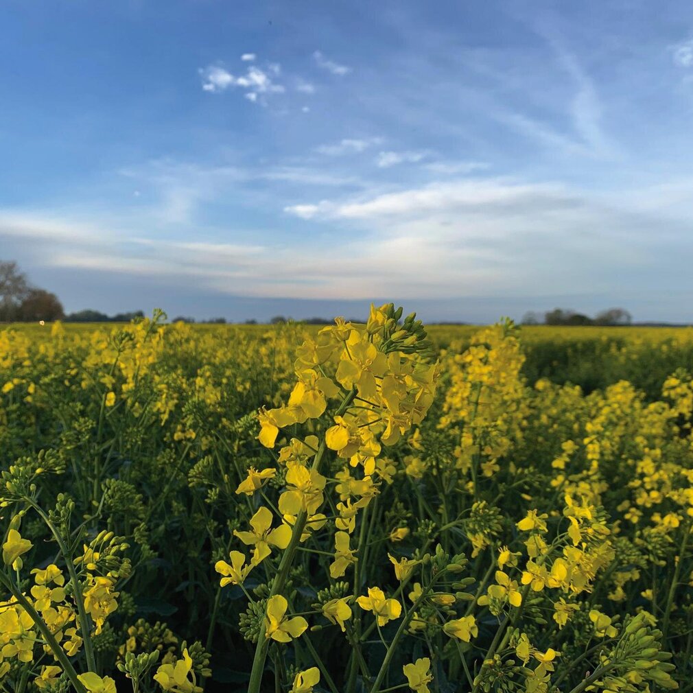 Blüten eines Rapsfeldes
