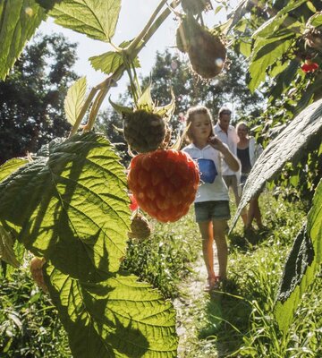 Mädchen beim Pflücken von Himbeeren