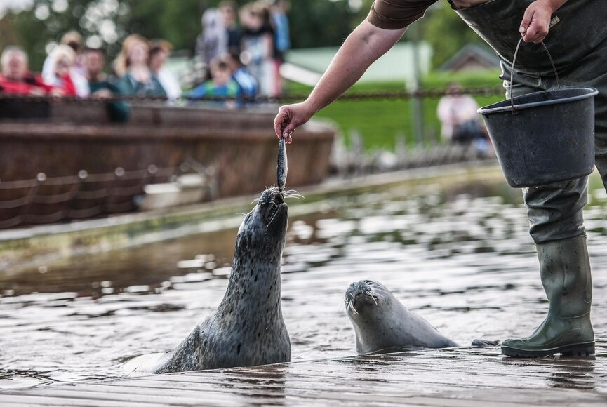 Robben bei der Fütterung im Westküstenpark