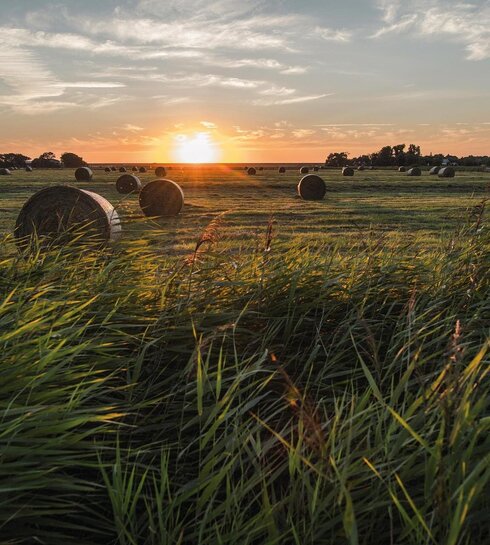 runde Heuballen auf einer Fenne bei Sonnenuntergang