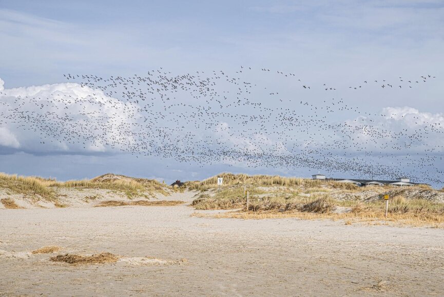 Ein großer Vogelzug fliegt über den Strand