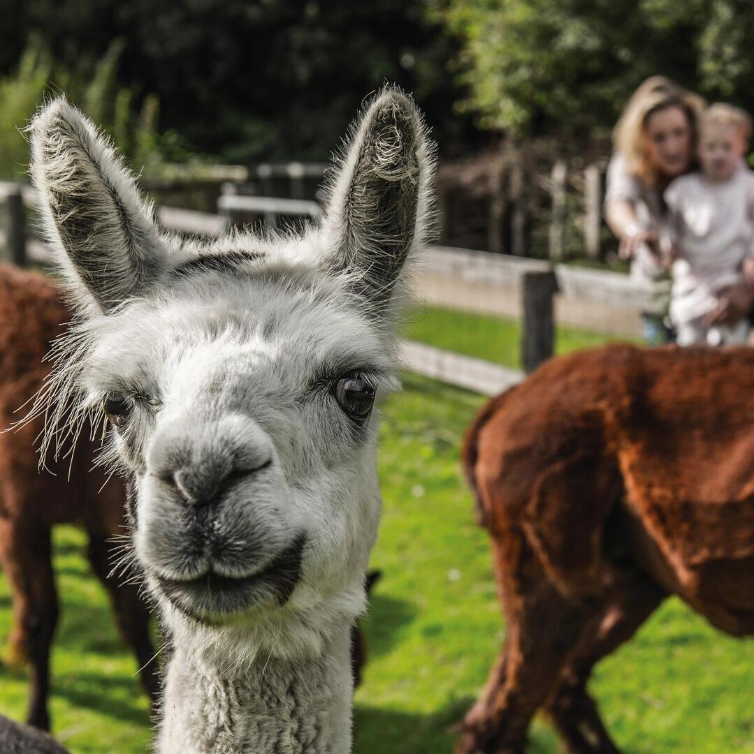 Lamas im Westküstenpark