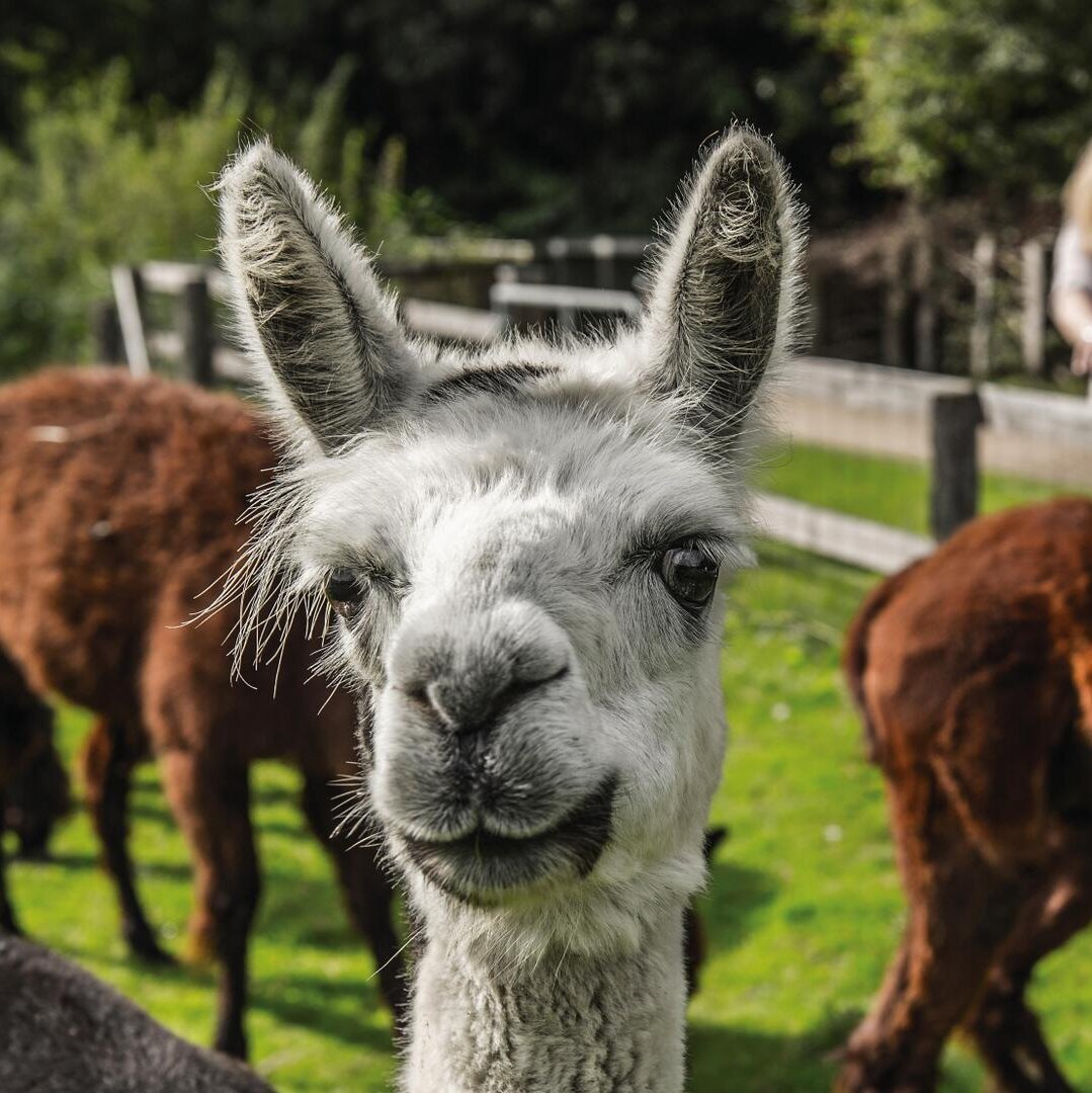 Lamas im Westküstenpark