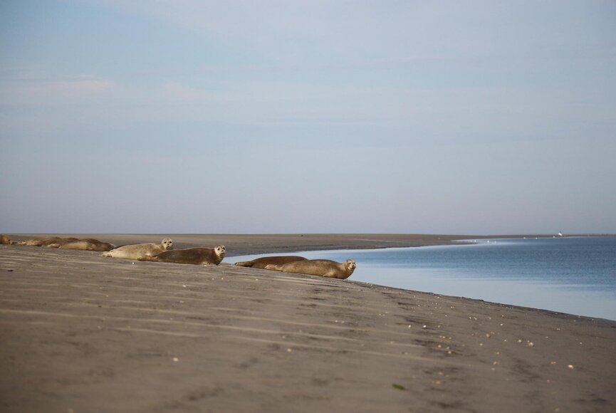 Seehunde auf Sandbank