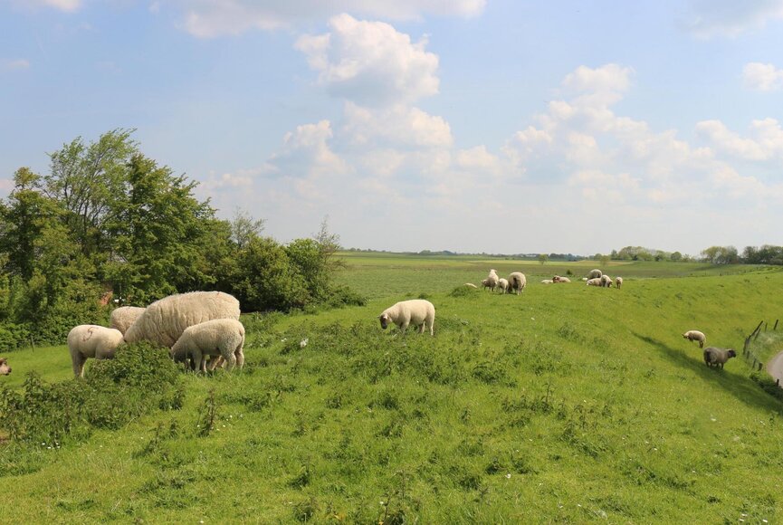 Schafherde am Osterhever Deich