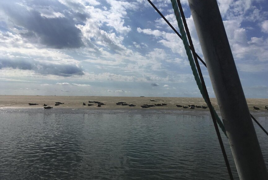 Schiffsausflug zu den Seehundsbänken