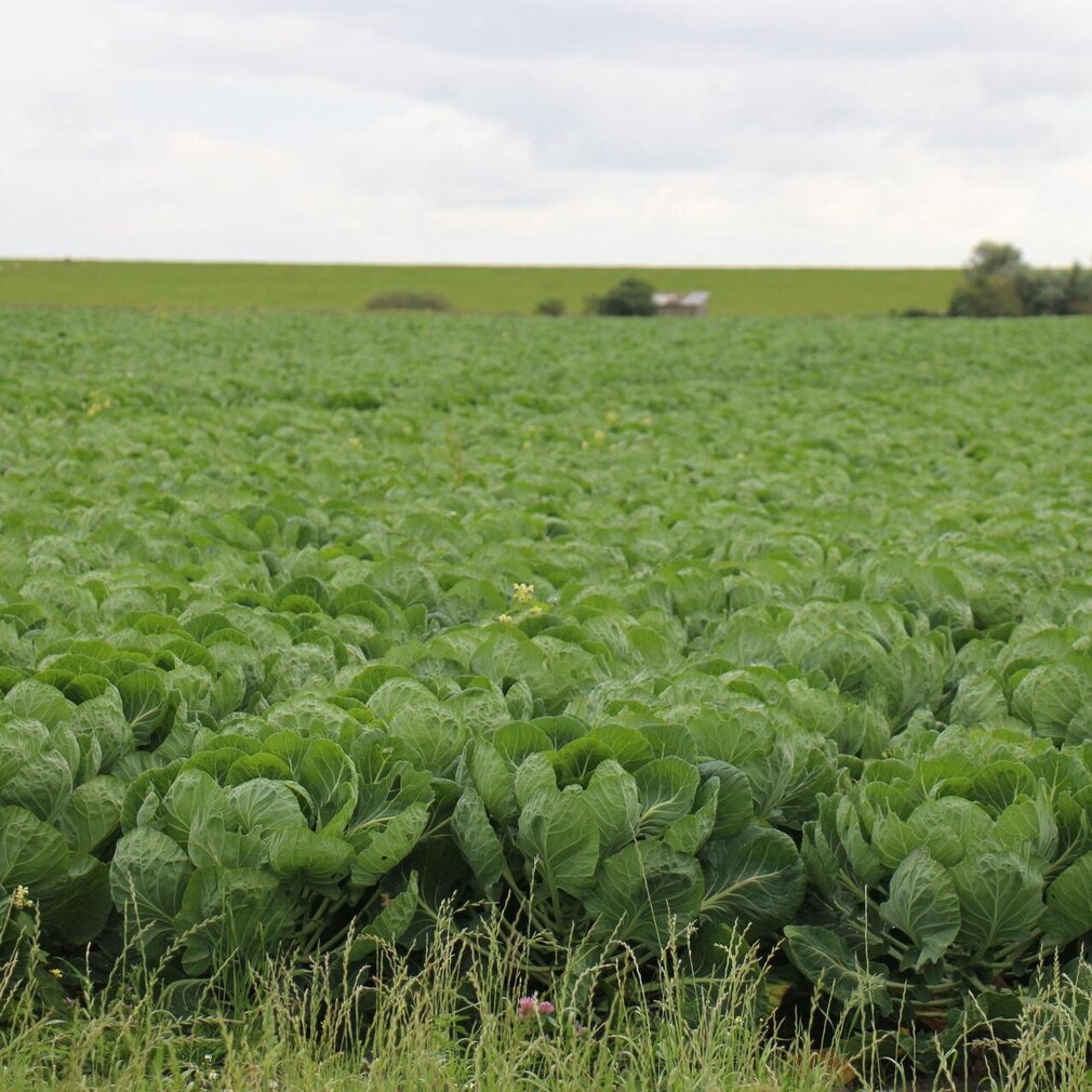 Feld im Grothusenkoog