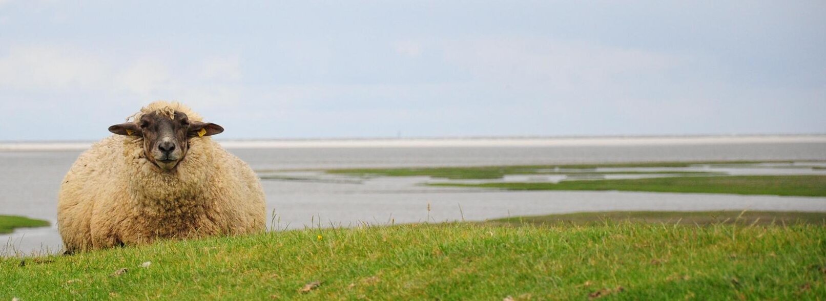 Schaf sitzt am grünen Deich mit Nordsee im Hintergrund