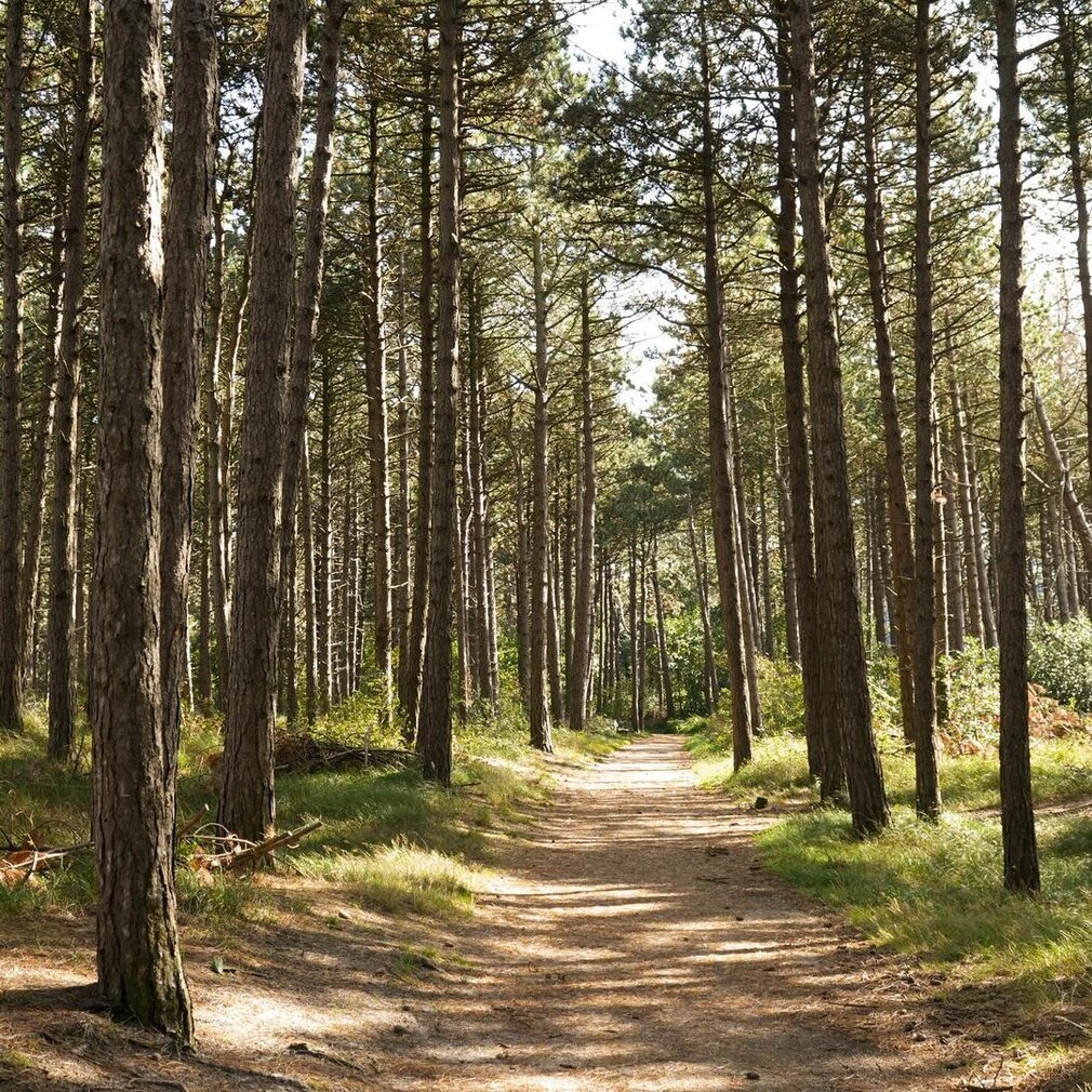Wald in St. Peter-Ording