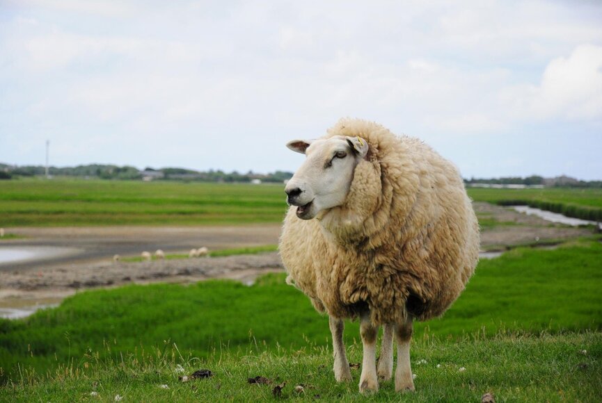 Schaf auf einer Wiese