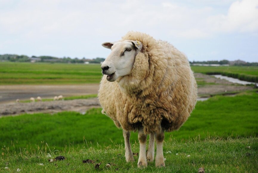 Schaf auf einem Deich