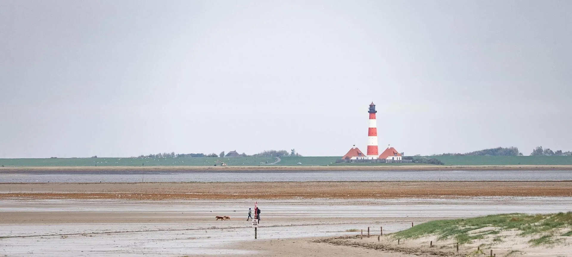 Hund am Hundestrand