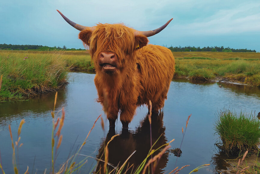 Hochlandrind im Priel