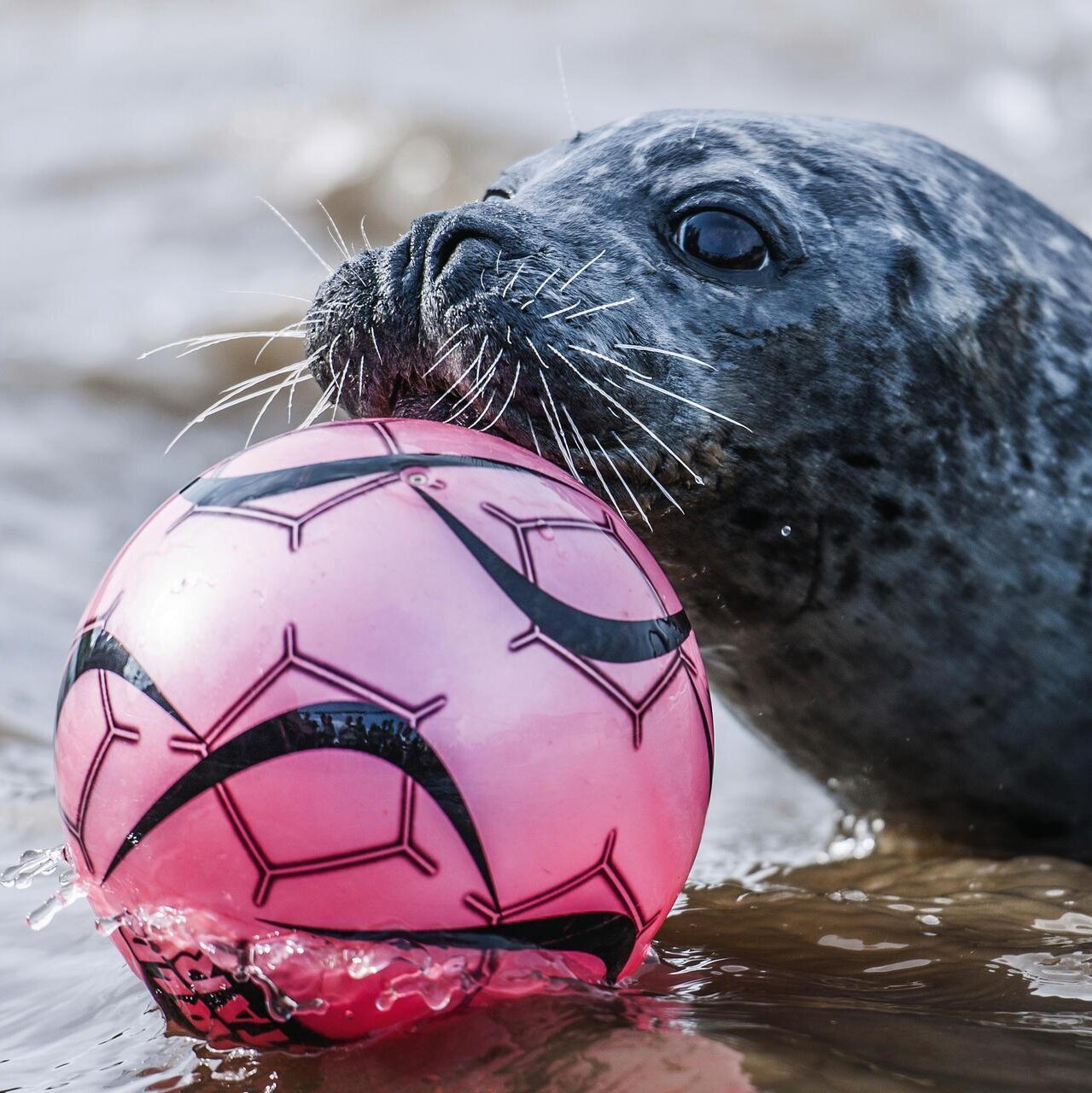Seehund spielt mit einem Ball im Wasser