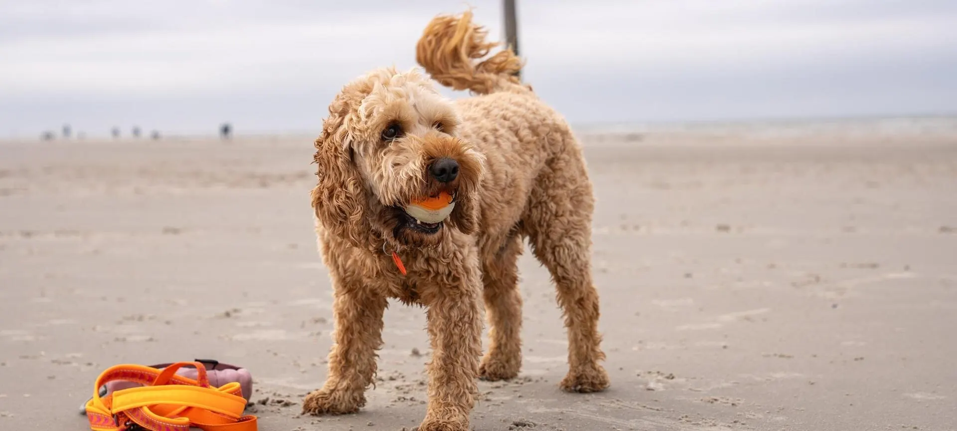 Hund am Hundestrand