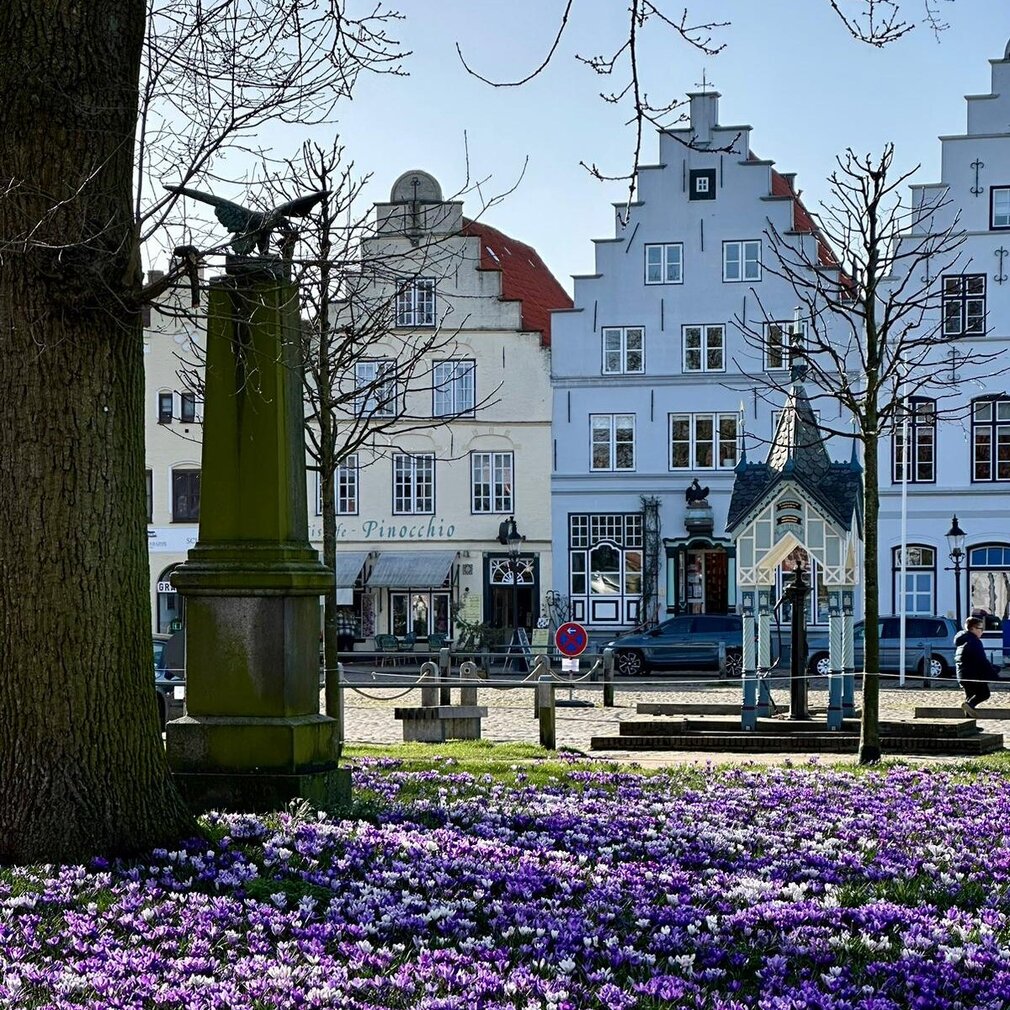 2023-Friedrichstadt-Krokusse-Innenstadt-Marktplatz Krokusblüten am Marktplatz in Friedrichstadt