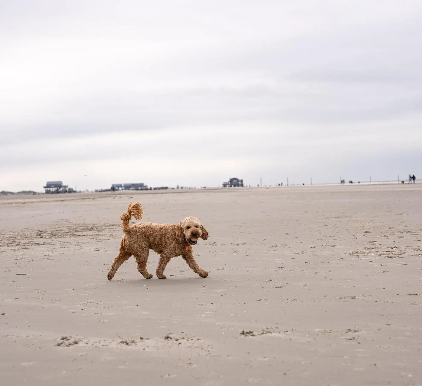Hund am Hundestrand