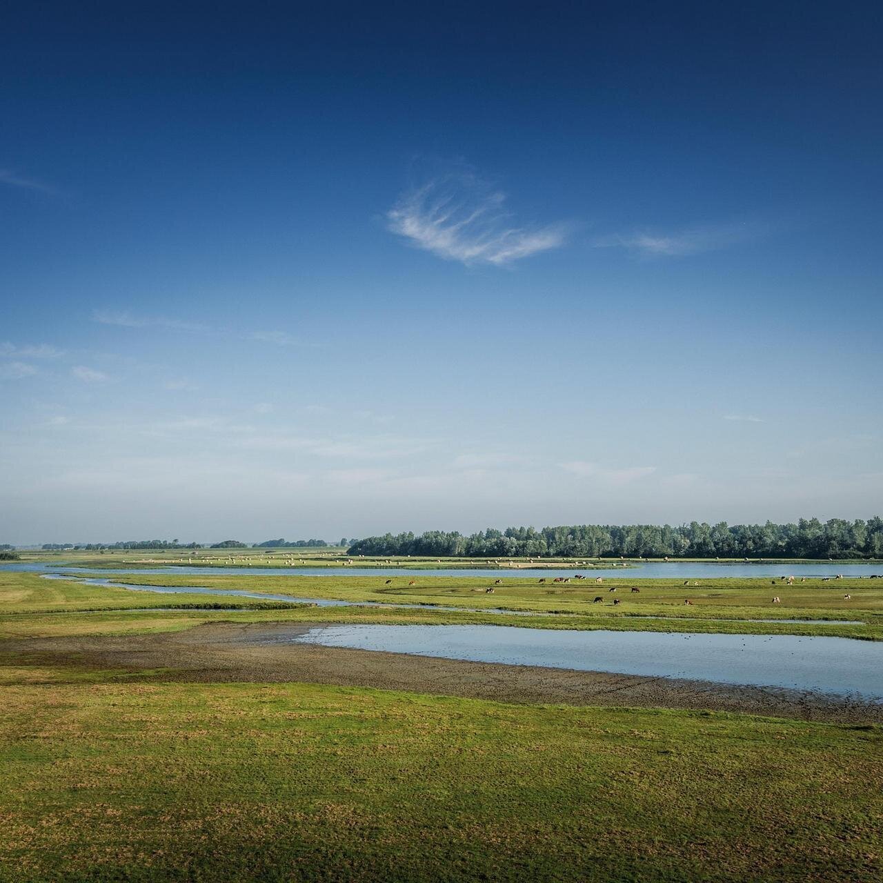 Blick vom Aussichtsturm im Katinger Watt
