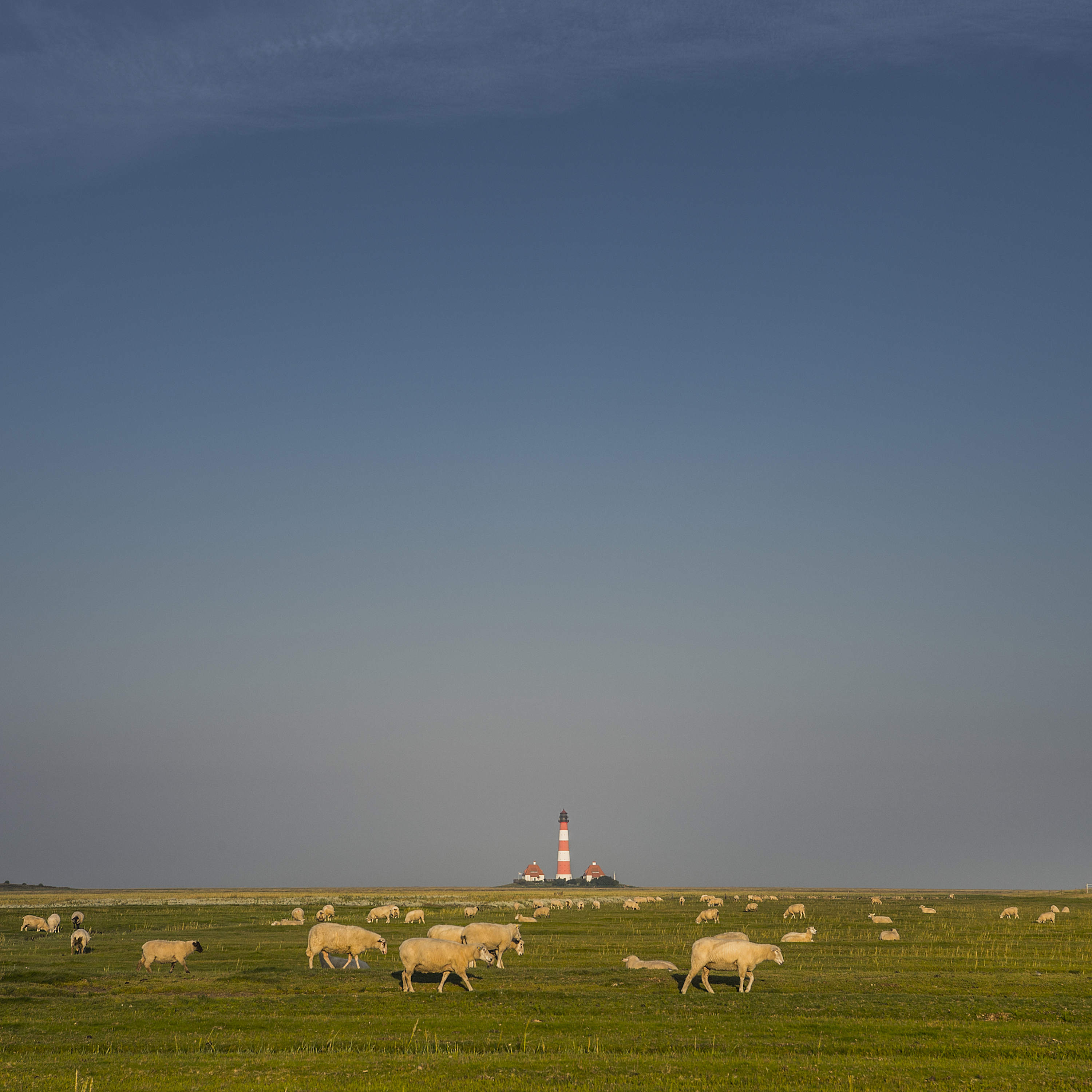 Schafe auf der Wiese vor dem Westerhever Leuchtturm