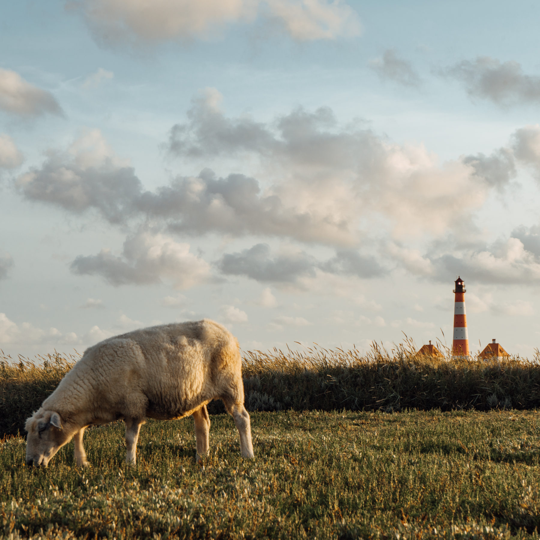 Schaf auf der Wiese vor dem Westerhever Leuchtturm bei Abendsonne