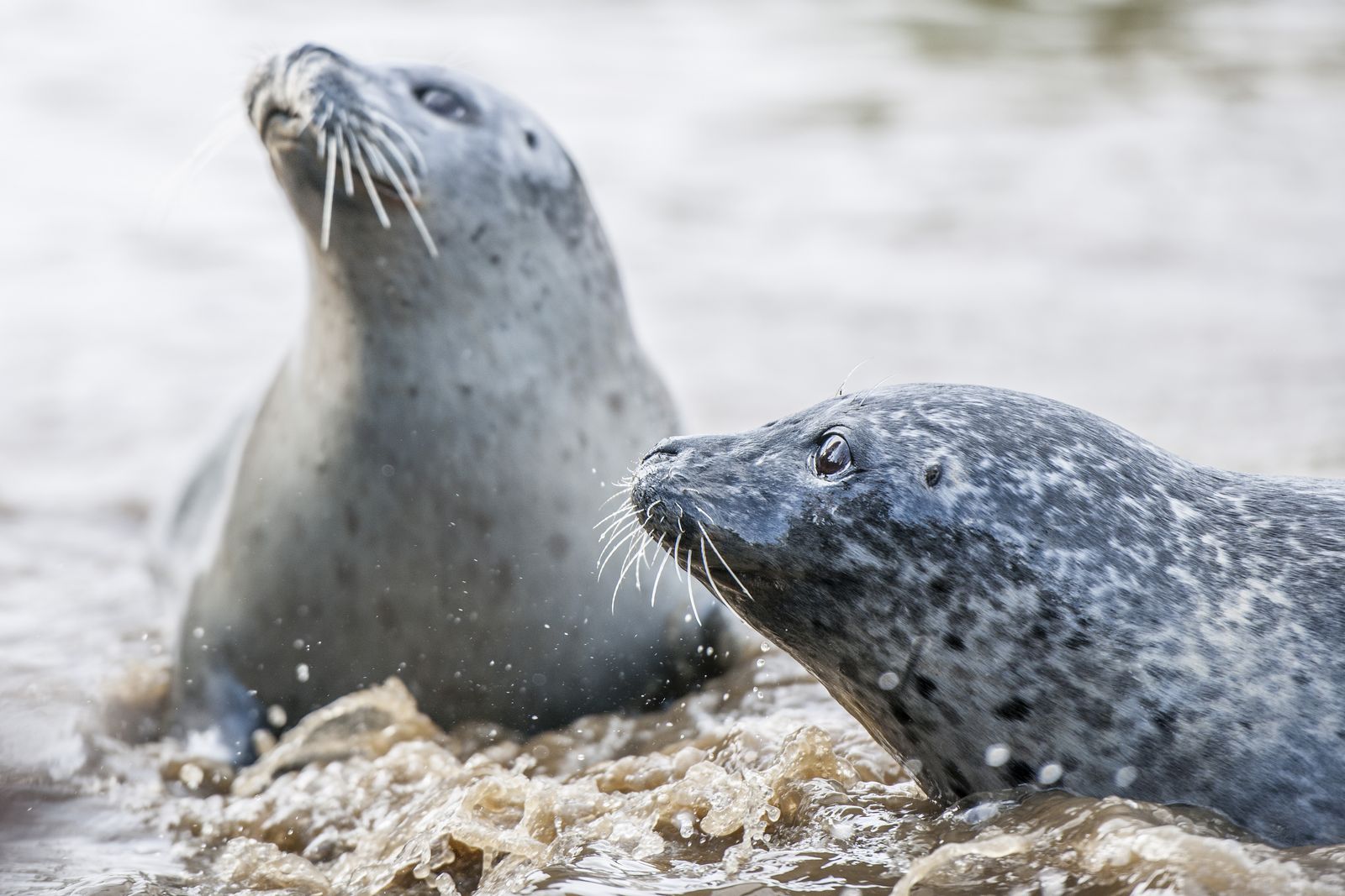Fallback Bild - hier wurde noch kein Podcast Bild gepflegt