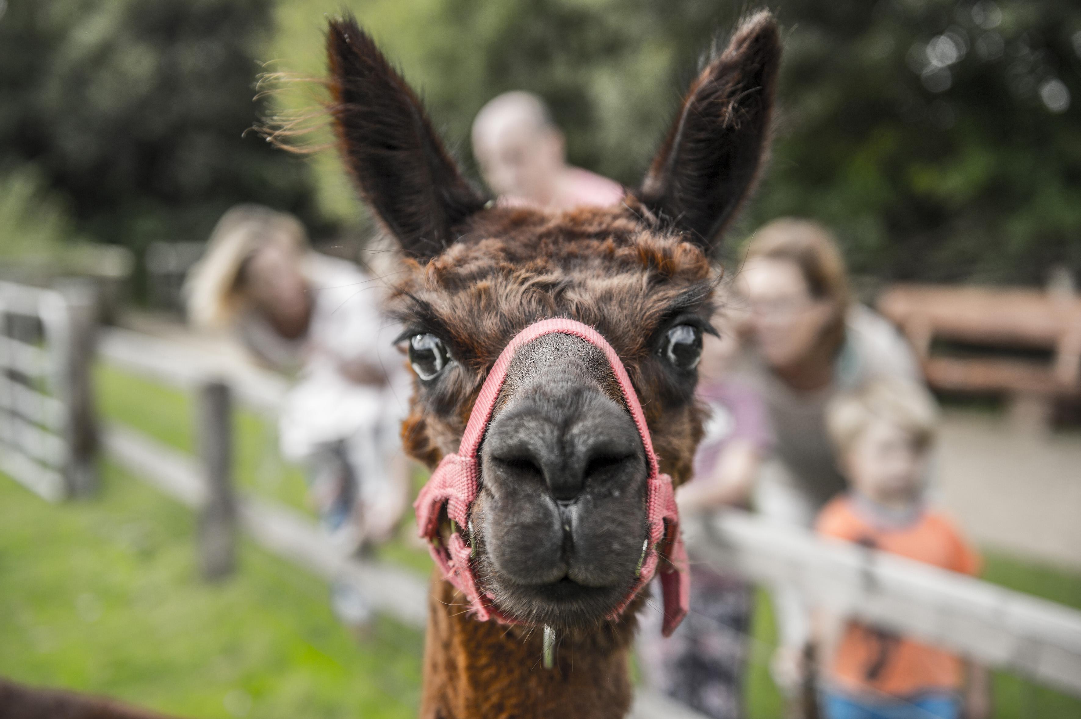 oliverfranke-lama_besucher_westkuestenpark_eingang